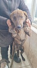 PABLO, Hund, Mischlingshund in Rumänien - Bild 2