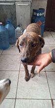 PABLO, Hund, Mischlingshund in Rumänien - Bild 3