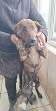 PABLO, Hund, Mischlingshund in Rumänien - Bild 4
