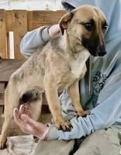LADY, Hund, Mischlingshund in Rumänien - Bild 11