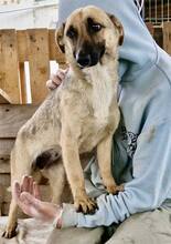 LADY, Hund, Mischlingshund in Rumänien - Bild 12