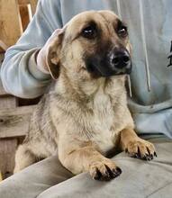 LADY, Hund, Mischlingshund in Rumänien - Bild 13