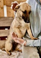 LADY, Hund, Mischlingshund in Rumänien - Bild 14