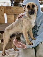 LADY, Hund, Mischlingshund in Rumänien - Bild 15