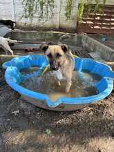 LADY, Hund, Mischlingshund in Rumänien - Bild 16