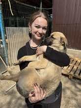 LADY, Hund, Mischlingshund in Rumänien - Bild 18