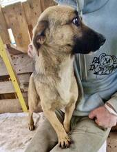 LADY, Hund, Mischlingshund in Rumänien - Bild 2