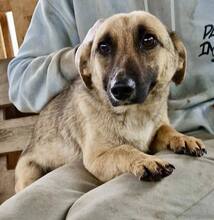 LADY, Hund, Mischlingshund in Rumänien - Bild 4