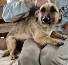 LADY, Hund, Mischlingshund in Rumänien - Bild 5