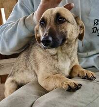 LADY, Hund, Mischlingshund in Rumänien - Bild 6