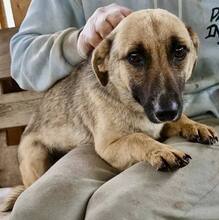 LADY, Hund, Mischlingshund in Rumänien - Bild 7