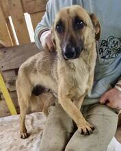 LADY, Hund, Mischlingshund in Rumänien - Bild 8