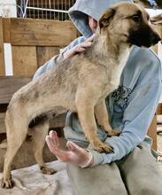 LADY, Hund, Mischlingshund in Rumänien - Bild 9