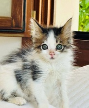 MANAMI, Katze, Europäisch Kurzhaar in Zypern - Bild 2