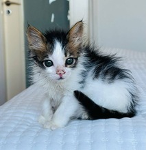 MANAMI, Katze, Europäisch Kurzhaar in Zypern - Bild 3