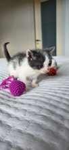 MANAMI, Katze, Europäisch Kurzhaar in Zypern - Bild 6