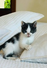 MAYUMI, Katze, Europäisch Kurzhaar in Zypern