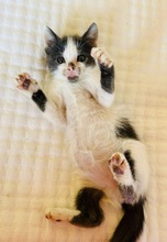 MAYUMI, Katze, Europäisch Kurzhaar in Zypern - Bild 2