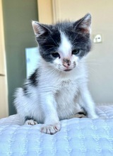 MAYUMI, Katze, Europäisch Kurzhaar in Zypern - Bild 3