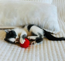 MAYUMI, Katze, Europäisch Kurzhaar in Zypern - Bild 4