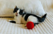 MAYUMI, Katze, Europäisch Kurzhaar in Zypern - Bild 5