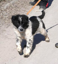 BINO, Hund, Mischlingshund in Bulgarien - Bild 1