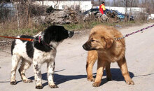 BINO, Hund, Mischlingshund in Bulgarien - Bild 10