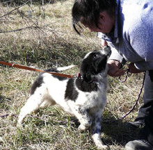 BINO, Hund, Mischlingshund in Bulgarien - Bild 11