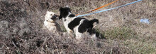 BINO, Hund, Mischlingshund in Bulgarien - Bild 12