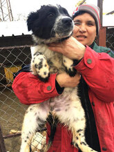 BINO, Hund, Mischlingshund in Bulgarien - Bild 13
