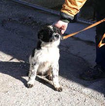 BINO, Hund, Mischlingshund in Bulgarien - Bild 2