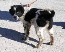 BINO, Hund, Mischlingshund in Bulgarien - Bild 3