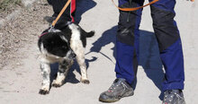BINO, Hund, Mischlingshund in Bulgarien - Bild 4