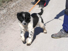 BINO, Hund, Mischlingshund in Bulgarien - Bild 5