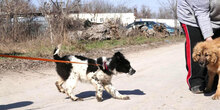 BINO, Hund, Mischlingshund in Bulgarien - Bild 6