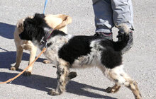 BINO, Hund, Mischlingshund in Bulgarien - Bild 7
