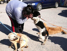 BINO, Hund, Mischlingshund in Bulgarien - Bild 8