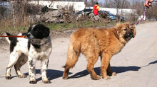 BINO, Hund, Mischlingshund in Bulgarien - Bild 9