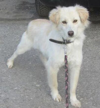FENELLA, Hund, Golden Retriever-Mix in Bulgarien - Bild 1