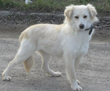 FENELLA, Hund, Golden Retriever-Mix in Bulgarien - Bild 10