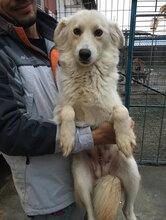FENELLA, Hund, Golden Retriever-Mix in Bulgarien - Bild 11