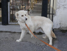 FENELLA, Hund, Golden Retriever-Mix in Bulgarien - Bild 2