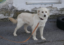 FENELLA, Hund, Golden Retriever-Mix in Bulgarien - Bild 3