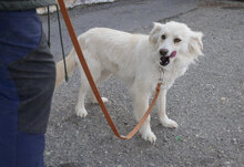 FENELLA, Hund, Golden Retriever-Mix in Bulgarien - Bild 4