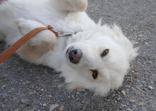 FENELLA, Hund, Golden Retriever-Mix in Bulgarien - Bild 5