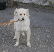 FENELLA, Hund, Golden Retriever-Mix in Bulgarien - Bild 6