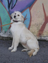 FENELLA, Hund, Golden Retriever-Mix in Bulgarien - Bild 7