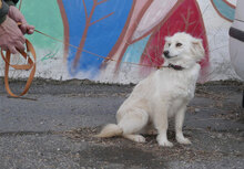 FENELLA, Hund, Golden Retriever-Mix in Bulgarien - Bild 8