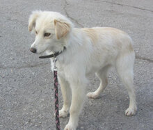 FENELLA, Hund, Golden Retriever-Mix in Bulgarien - Bild 9