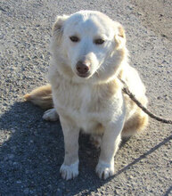 FABRICIA, Hund, Mischlingshund in Bulgarien - Bild 1